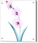 Orchid Flowers Acrylic Print