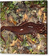 Pacific Giant Salamander Acrylic Print