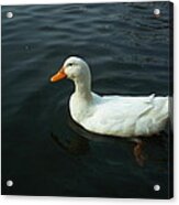 Paddling In Lake Kittamaqundi Acrylic Print