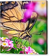 Papilio Glaucus #1 Acrylic Print