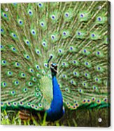 Peacock #1 Acrylic Print