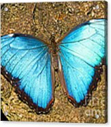 Peleides Blue Morpho #1 Acrylic Print