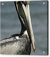 Pelican Portrait #1 Acrylic Print