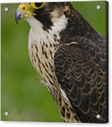 Peregrine Falcon Portrait Ecuador #1 Acrylic Print