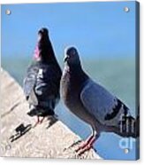 Pigeon #1 Acrylic Print