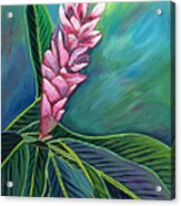Pink Ginger Lily #1 Acrylic Print