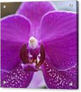 Pink Orchid  #1 Acrylic Print