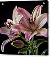 Pink Tiger Lilies #1 Acrylic Print