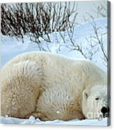 Polar Bear #3 Acrylic Print