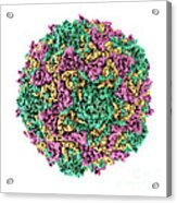 Poliovirus #1 Acrylic Print