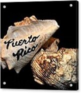 Puerto Rico Seashells #1 Acrylic Print