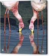 Puna Flamingo Feeding In Laguna #1 Acrylic Print