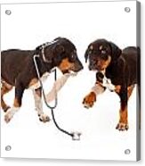 Puppy Veterinarian And Patient #1 Acrylic Print