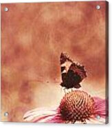 Purple Echinacea Flower #1 Acrylic Print