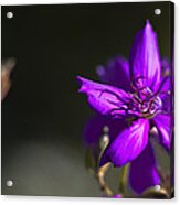 Purple Flower #1 Acrylic Print