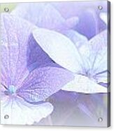 Purple Hydrangea Ii Acrylic Print