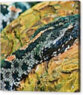 Pygmy Rattlesnake #1 Acrylic Print