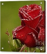 Raindrops On Roses #1 Acrylic Print