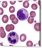 Red And White Blood Cells Lm #9 Acrylic Print