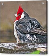 Red-capped Cardinal #1 Acrylic Print