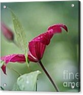 Red Clematis  #1 Acrylic Print