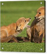 Red Fox Kits #2 Acrylic Print