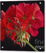 Red Geranium In Progress #1 Acrylic Print