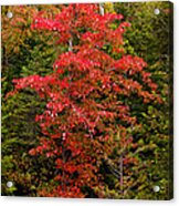 Red Maple Tree #1 Acrylic Print