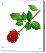 Red Rose #2 Acrylic Print