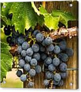 Red Wine Grapes #1 Acrylic Print