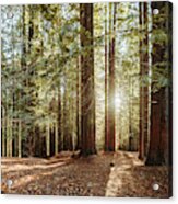 Redwood Forest #1 Acrylic Print