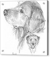 Retriever Dog Pencil Portrait #1 Acrylic Print