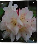 Rhododendron #1 Acrylic Print