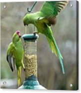 Ring-necked Parakeets On A Bird Feeder #1 Acrylic Print