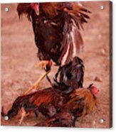 Roosters Fight At A Cockfight #1 Acrylic Print