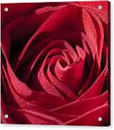 Rose Red #1 Acrylic Print