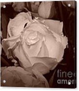 Rose #1 Acrylic Print