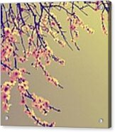 Sakura #1 Acrylic Print