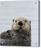 Sea Otter Alaska #1 Acrylic Print