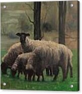 Sheep Family #1 Acrylic Print
