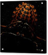 Shield Bug Pentatomidae Family #1 Acrylic Print