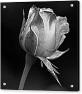 Single Rosebud Acrylic Print