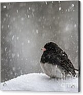 Snow Junco #1 Acrylic Print