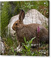 Snowshoe Hare #1 Acrylic Print