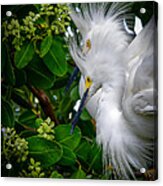 Snowy Egrets #1 Acrylic Print