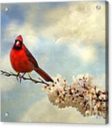 Spring Cardinal #1 Acrylic Print