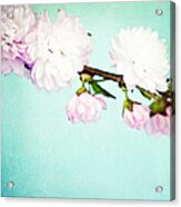 Spring Cherry Blossom With Copy Space #1 Acrylic Print