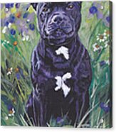 Staffordshire Bull Terrier #1 Acrylic Print