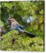 Stellers Jay In Endovalley #1 Acrylic Print