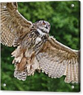 Stunning European Eagle Owl In Flight #1 Acrylic Print